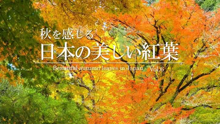 Autumn in Japan: 4K Immersive Scenery for Focus & Relaxation