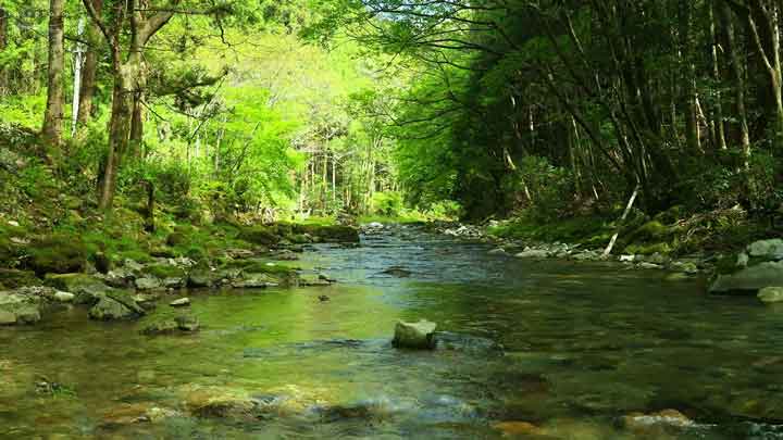 Crystal Clear Stream: 3-Hour 4K Nature Sounds & Birdsong from Gifu, Japan