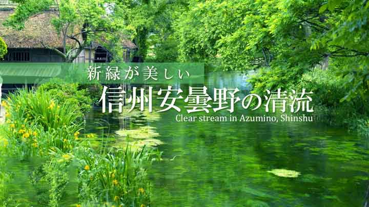 Serene Flow: 4 Hours of Crystal Clear Streams and Birdsong in Azumino, Shinshu